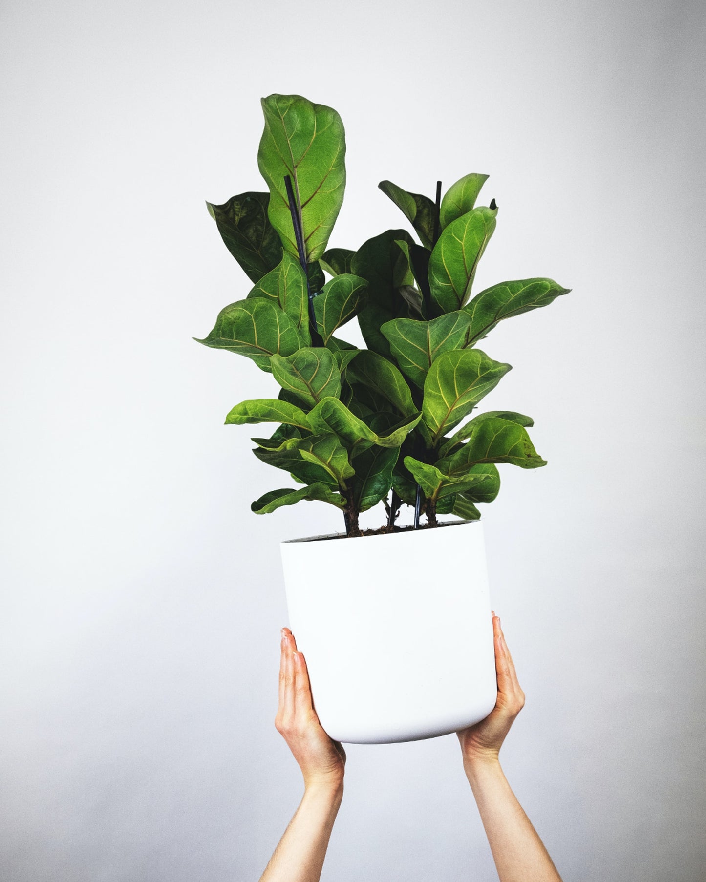 FICUS LYRATA BAMBINO