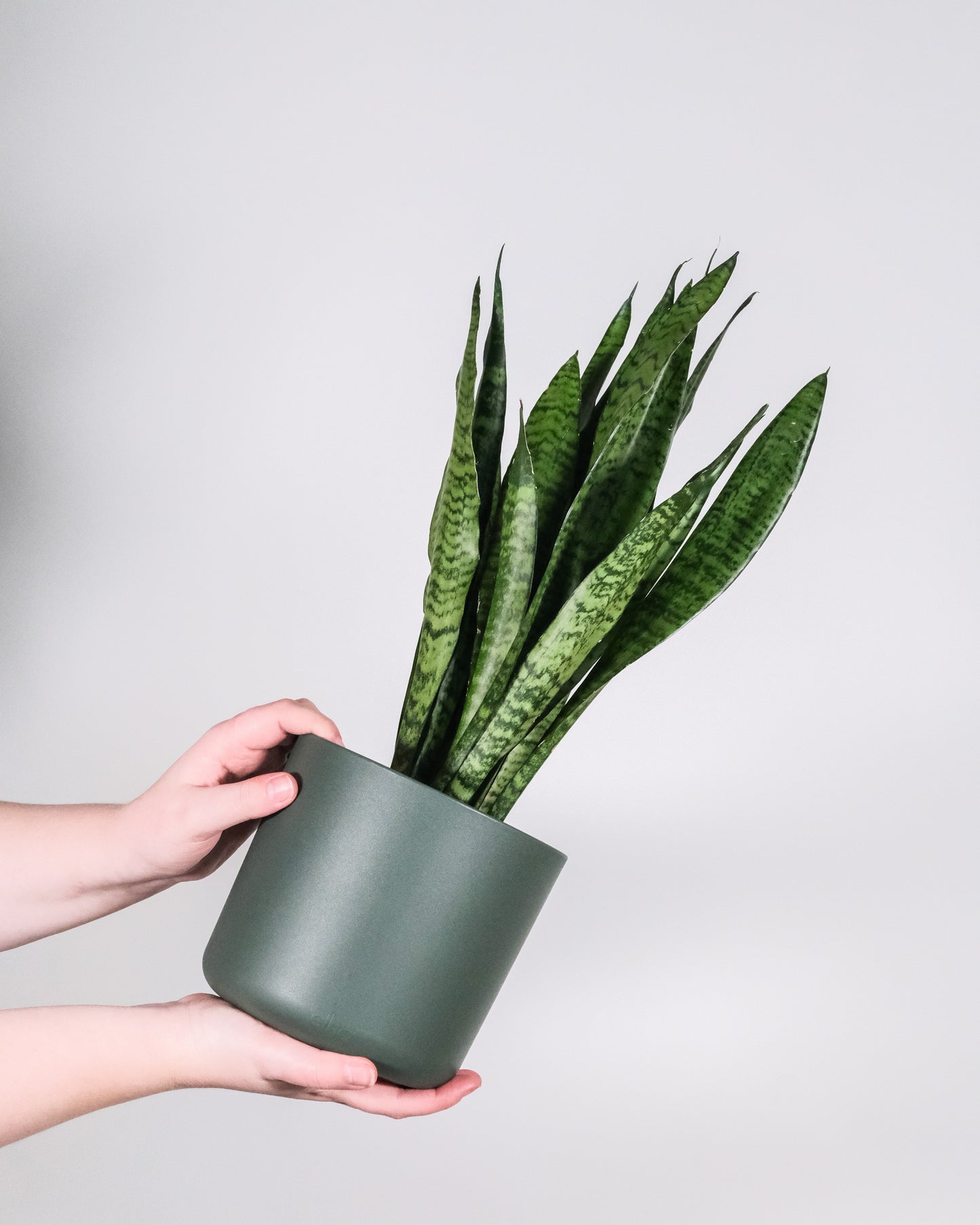 SANSEVIERIA TRI. ZEYLANICA