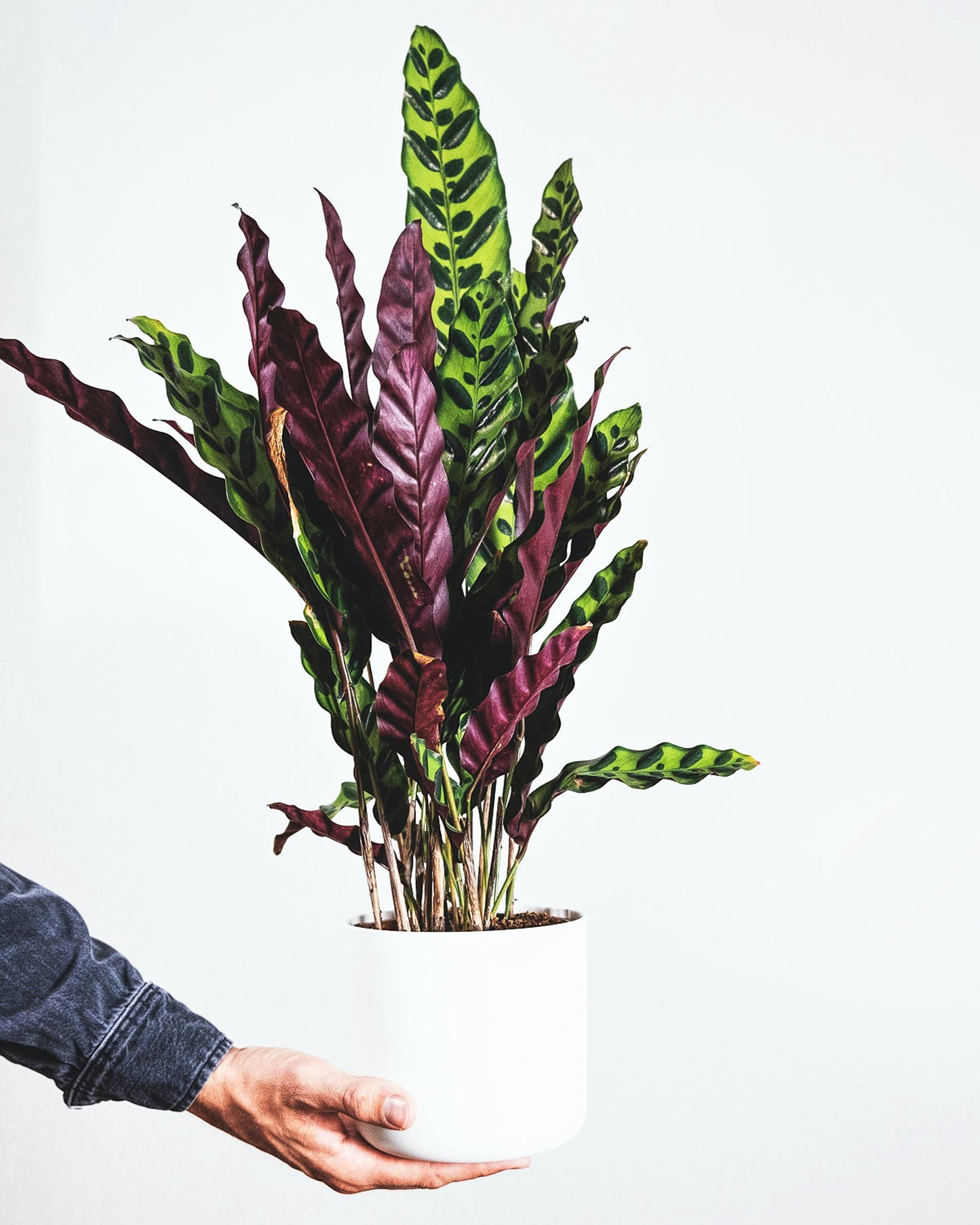 CALATHEA ORBIFOLIA
