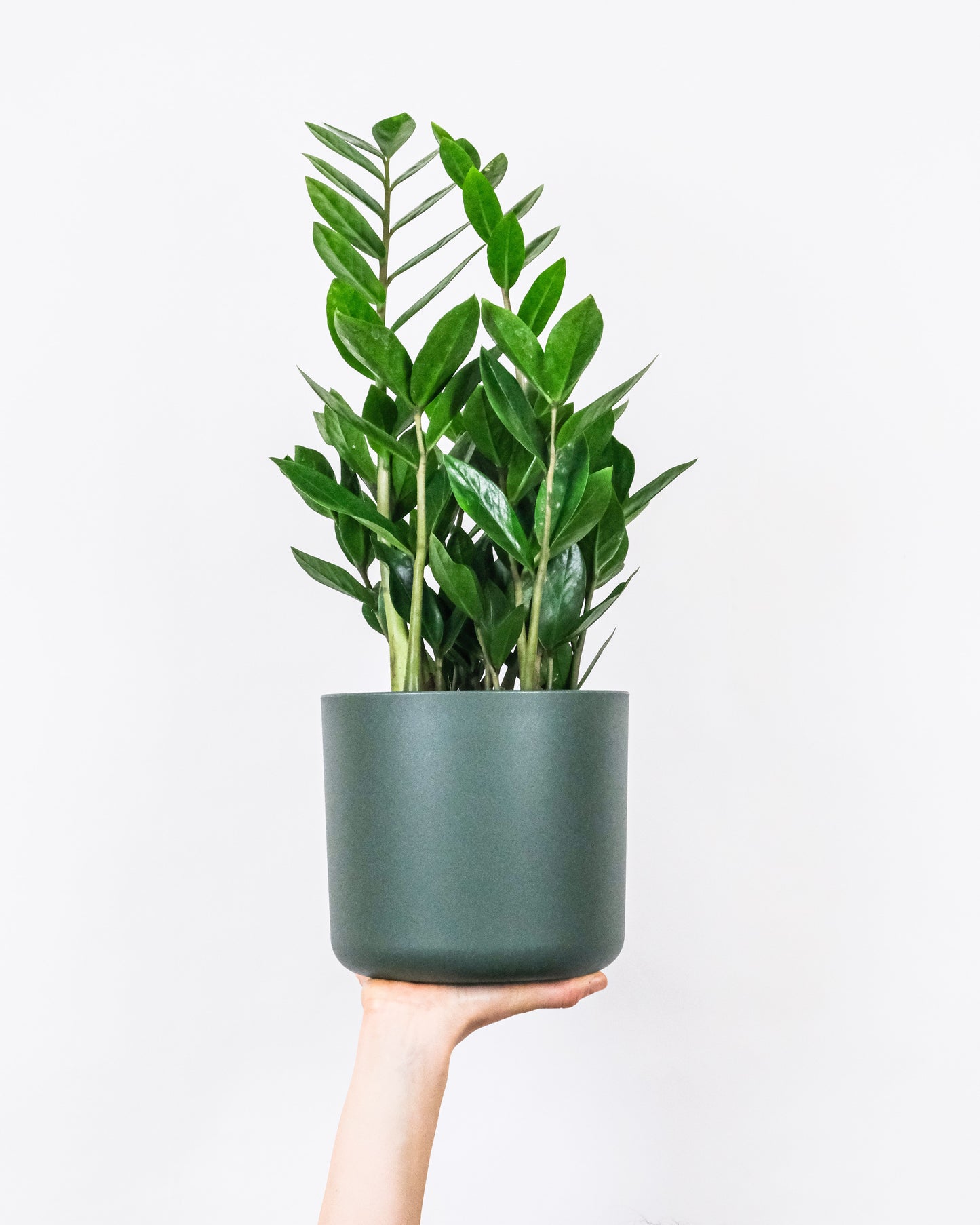 ZAMIOCULCAS ZAMIIFOLIA