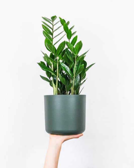 ZAMIOCULCAS ZAMIIFOLIA